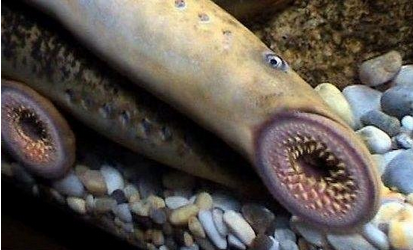 深海"吸血鬼"——海八目鳗