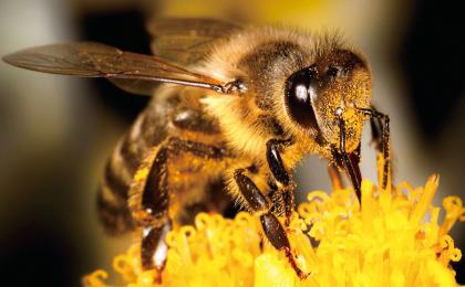 蜜蜂的毒液量比黄蜂的多出5倍.jpg