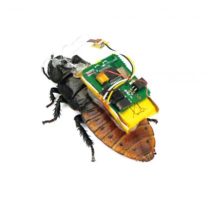 蟑螂机器人背包上阵.jpg