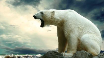 09 北极熊2.jpg