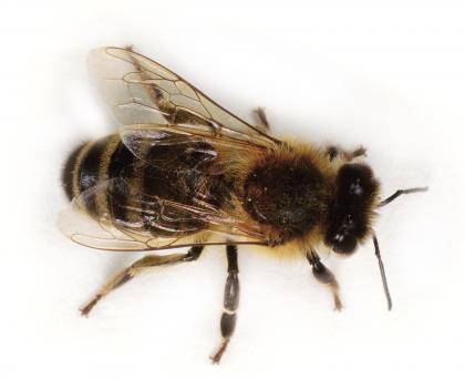 01312-Honey-Bee-from-above-white-background.jpg