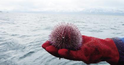 研究者从北极海底打捞起来的红色海胆.jpg