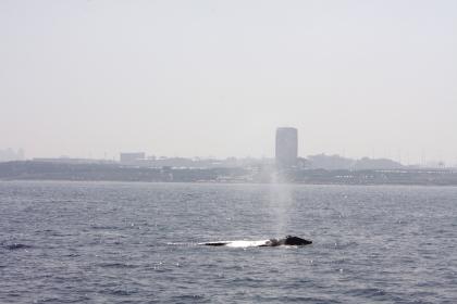 2010年，科学家在以色列海岸拍摄到了灰鲸照片.jpg