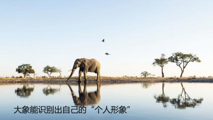 大象能识别出自己的“个人形象”.jpg