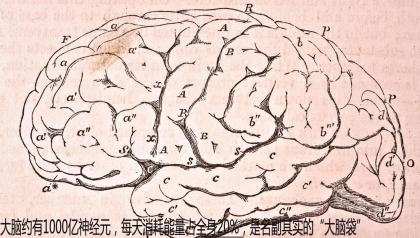 大脑约有1000亿神经元，每天消耗能量占全身20%，是名副其实的“大脑袋”.jpg